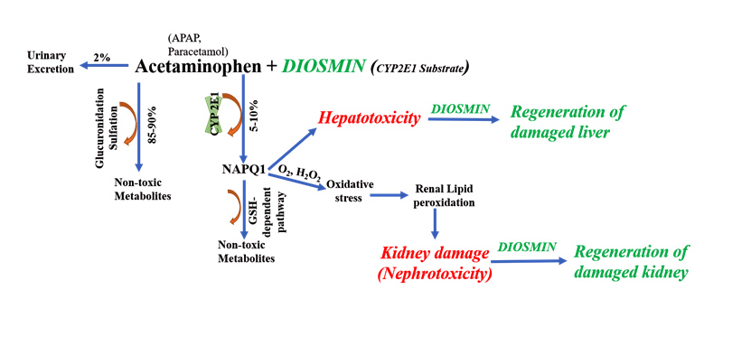 Graphical Abstract